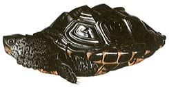 Diamondback Terrapin