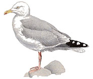 Herring Gull