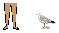 Size of Herring Gull