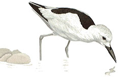 Crab Plover