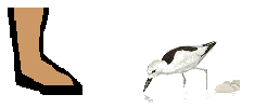 Size of Crab Plover