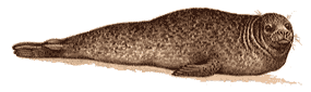 Harbor Seal