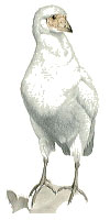 Snowy Sheathbill