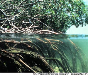 mangrove forest underwater