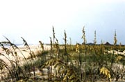 Beach Grass and Other Vegetation
