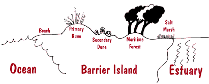 Diagram of a Barrier Island