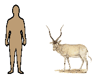 Size of Addax