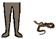 Size of Sidewinder