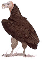 Lappet-Faced Vulture