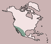 Range of Cactus Wren