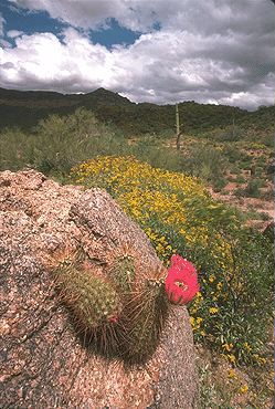 Desert in Bloom