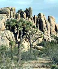 Joshua Trees