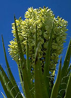 Yucca