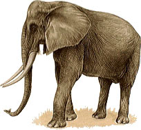 African Elephant