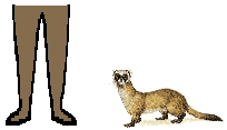 Size of Black-footed Ferret