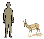 Size of Pronghorn