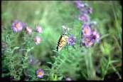 Monarch and Aster Plant