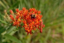 Bumble Bee on Milkweed Flower