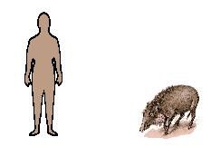 Size of Bearded Pig