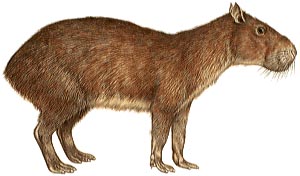 Capybara