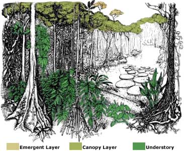 Download Tropical Rainforest Layers