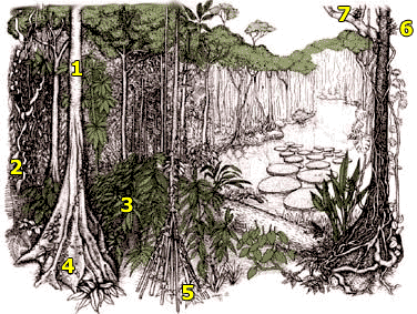 tropical rainforest trees drawing