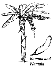 Banana and Plantain