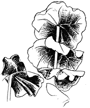 Coccoloba pubescens