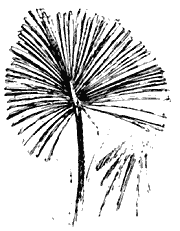 Talipot Palm