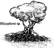 Rhizophora sp.