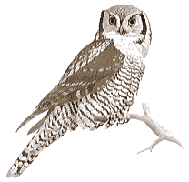 Hawk Owl