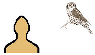 Size of Hawk Owl