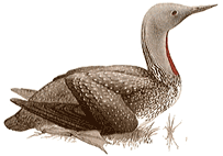 Red-Throated Loon