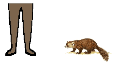 Size of Marten