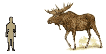 Size of Moose