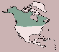 Range of Snowshoe Rabbit