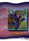 Taiga Flowers