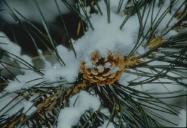 Conifer Branch with Cone