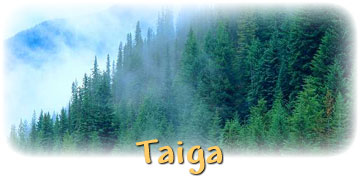 Taiga