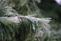 Conifer Needles Shed Snow