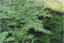 Conifer Needles