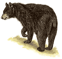 Black Bear