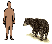 Size of Black Bear