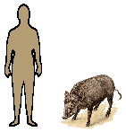 Size of Wild Boar