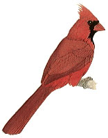 Cardinal