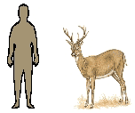 Size of White-tailed Deer