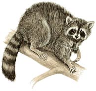 Raccoon