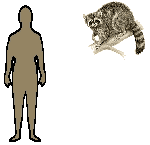 Size of a Raccoon