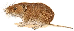 Bank Vole