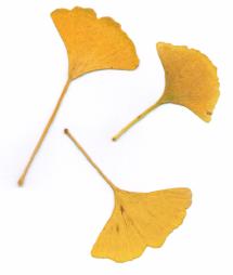 Ginkgo